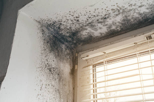 Affordable Black Mold Remediation solutions in Lewisburg, TN